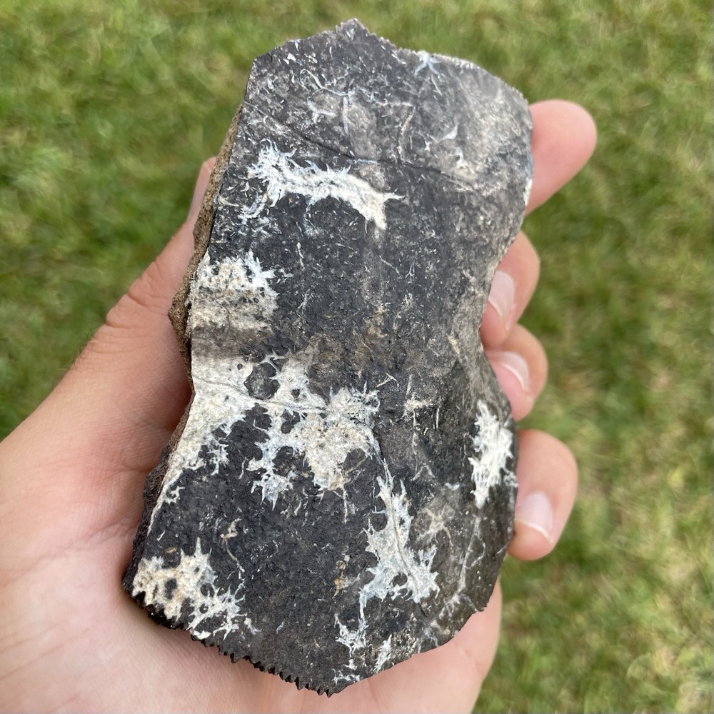 HUGE Piece Of Fossilized Turtle She’ll Lightning Patterns Florida