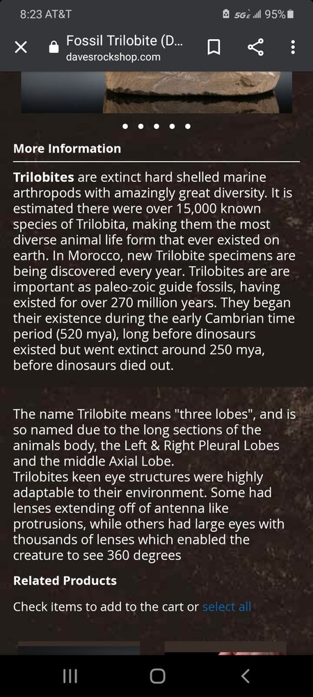 Fossil Trilobite (Drotops Armatus