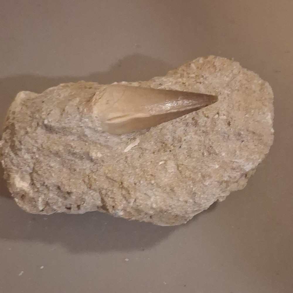 Fossilized Dinosaur Tooth Embedded in Matrix Prehistoric Fossil Specimen