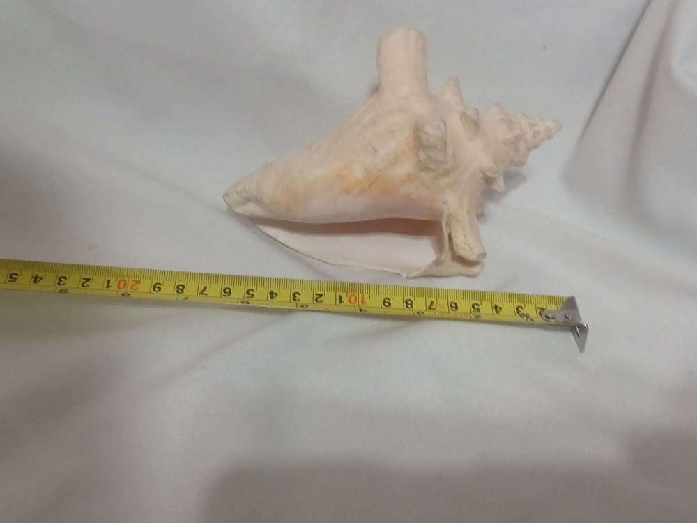 Assorted Large Conch / Seashell Lot See Pics