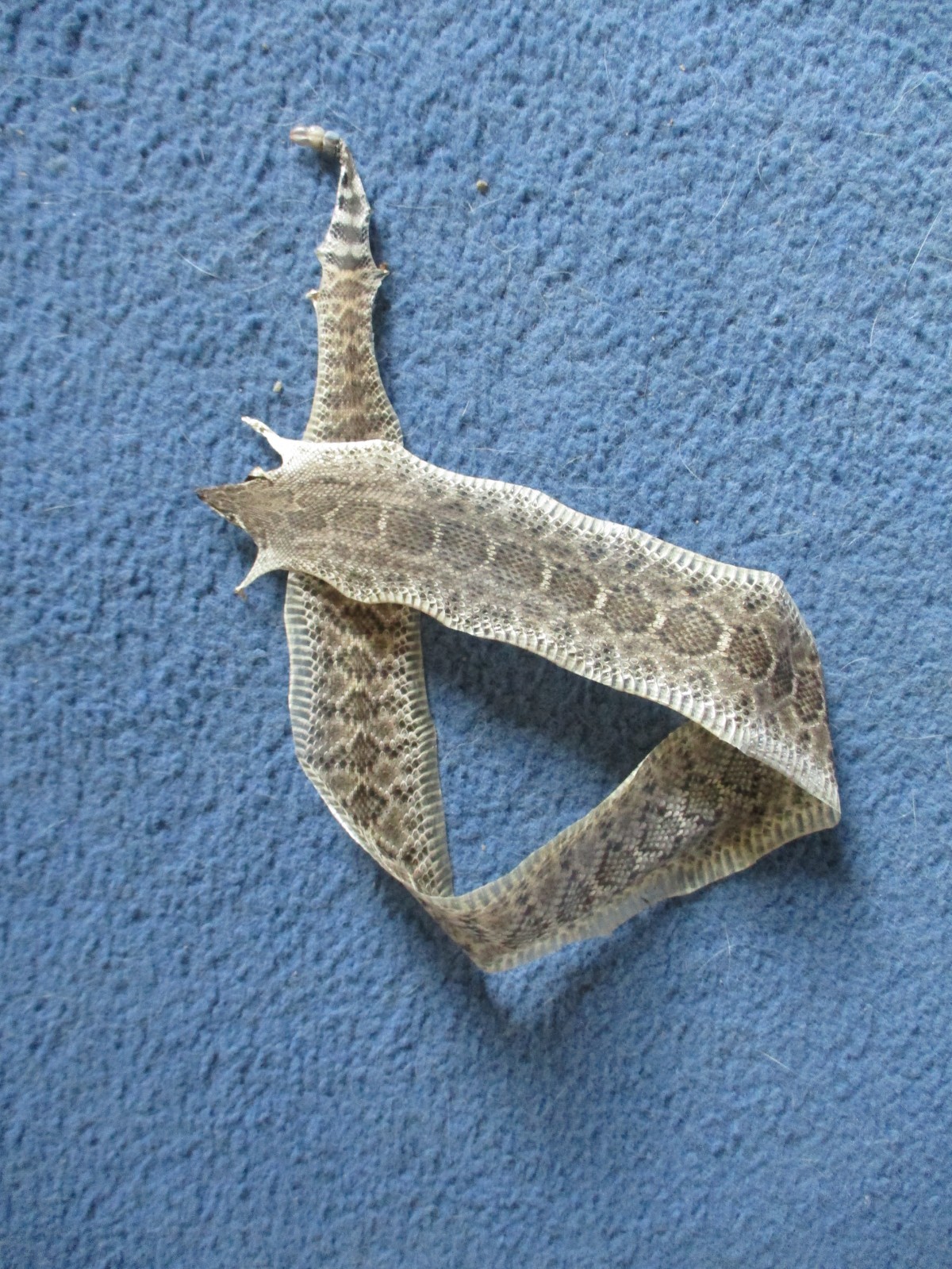 rattlesnake skin diamond back rattle snake skin DRY TANNED wrap blanks 21 in. P1