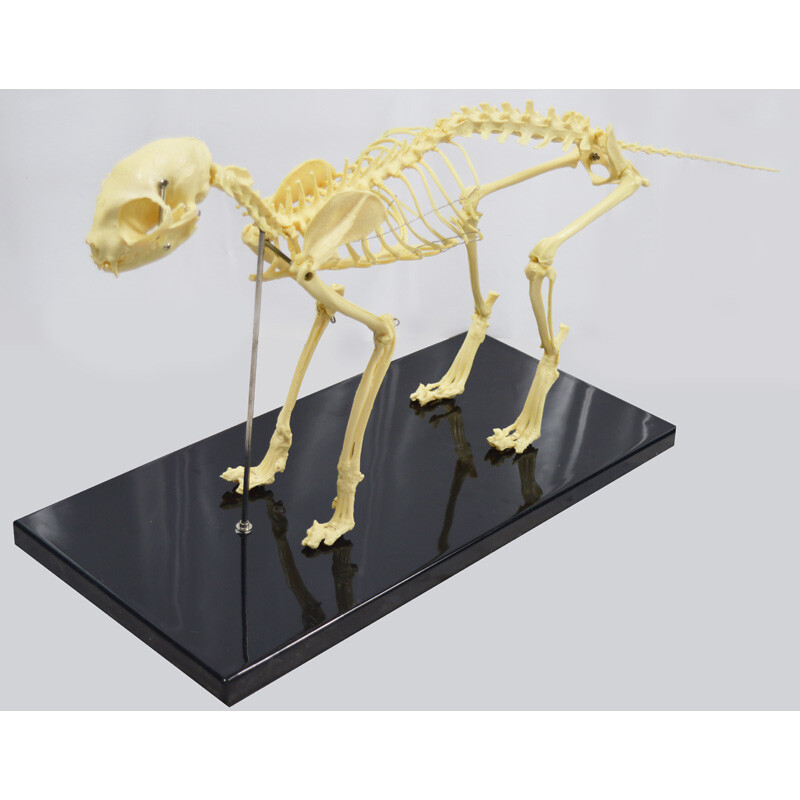 Feline Skeleton Anatomical Model Education Model Study Train Standard Size PVC