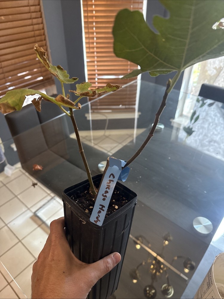 Chicago Hardy Fig Tree