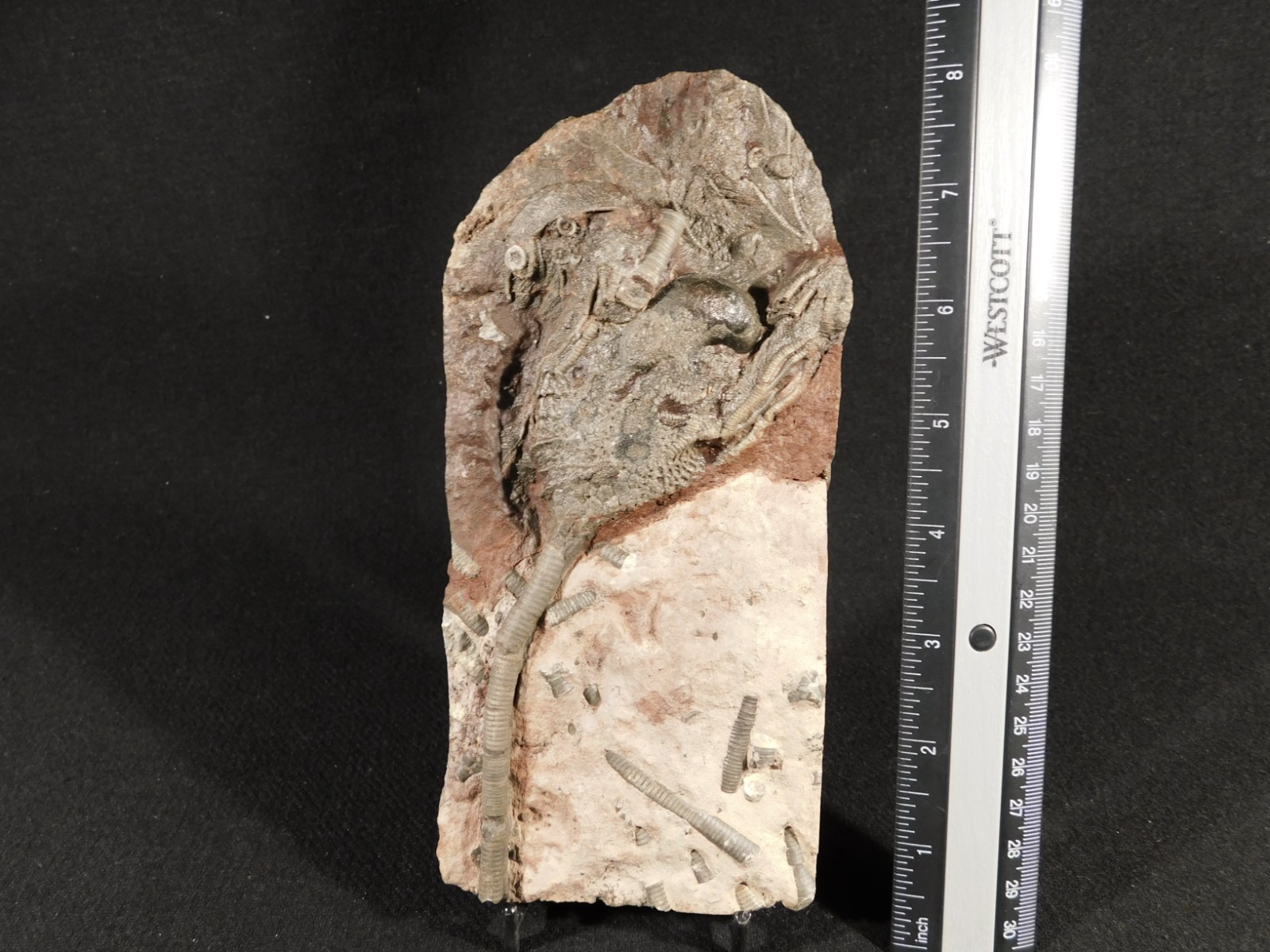 430 Million Year Old! CRINOID Fossil or Sea LILY Fossil Morocco 669gr