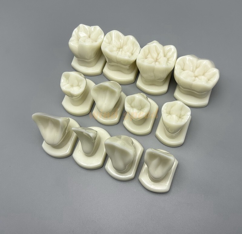 Dental Teeth Form Models OrthodonticTypodont Model For Lab Teaching Tooth Study