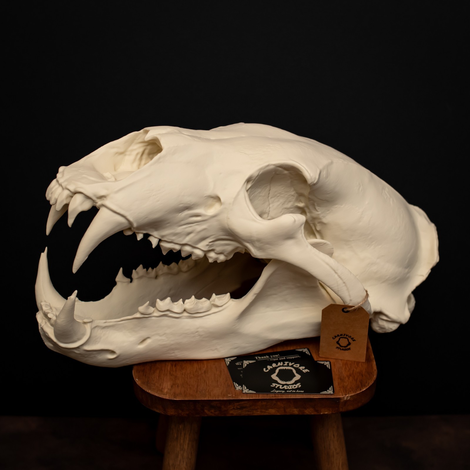 Life-Size 3D Polar bear Skull – unpainted bone colour Fossil Replica