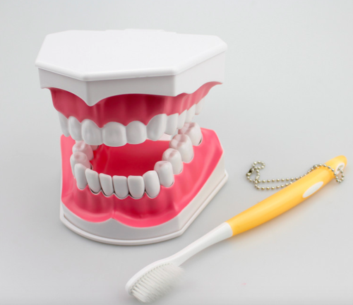 Dental 28 Teeth Teaching Study Typodont Demonstration Model Toothbrush Removable
