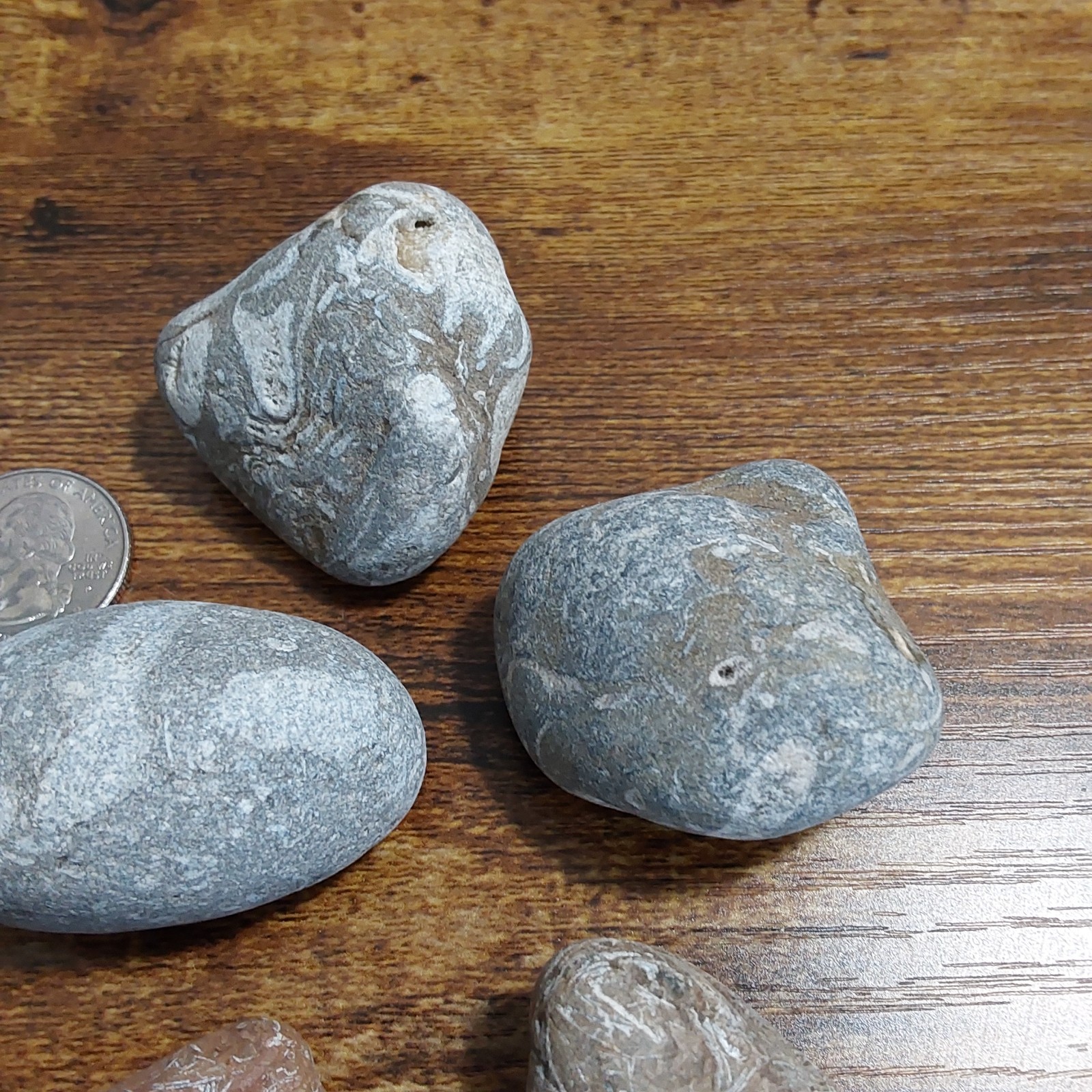 FOSSILS LOT. 5 UNIQUE FOSSILS- Druzy crystals. LOTS OF PICS