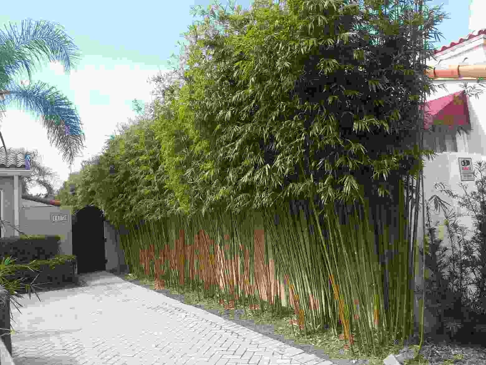 Graceful Bamboo - Bambusa textilis gracilis **NON-INVASIVE, CLUMPING**