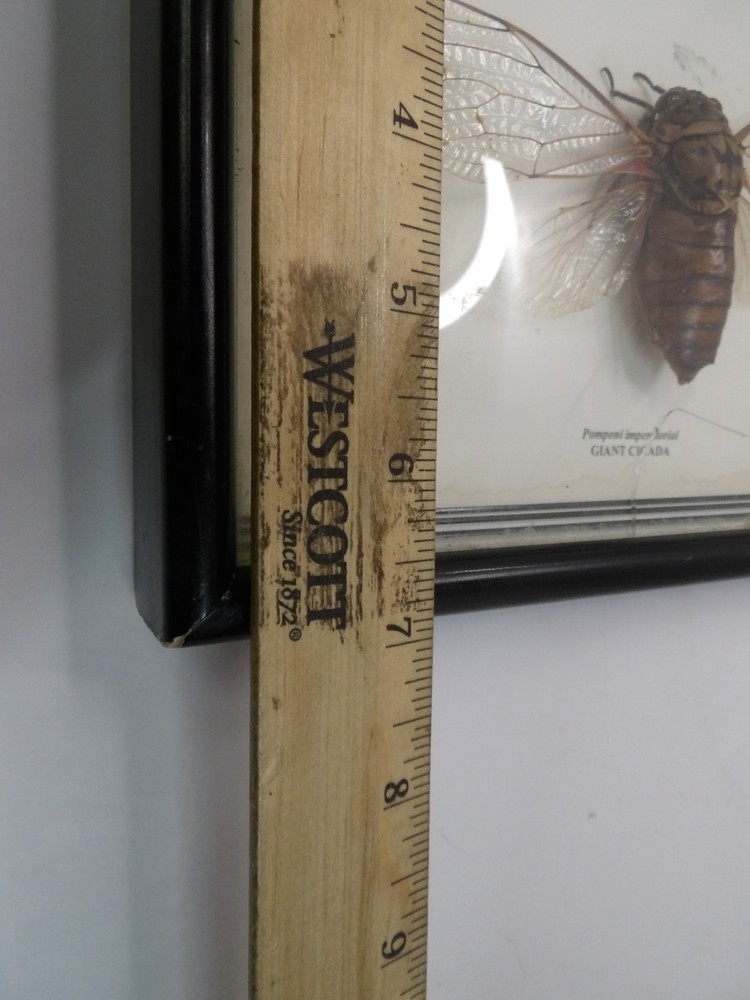 Shadow Box Frame Display Giant Cicada Real Specimen wall Mount Insect Winged