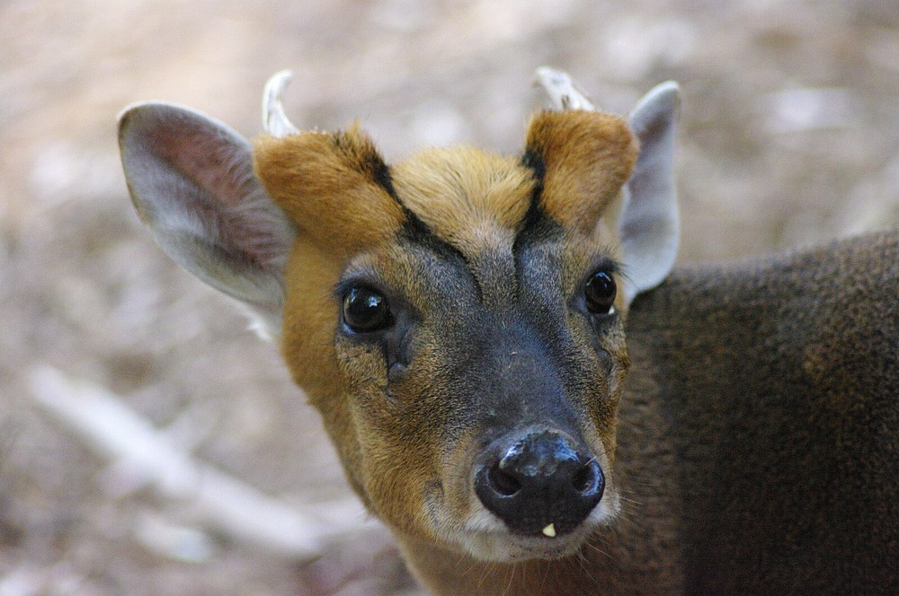 Muntjac Taxidermy Reference Photo Cd