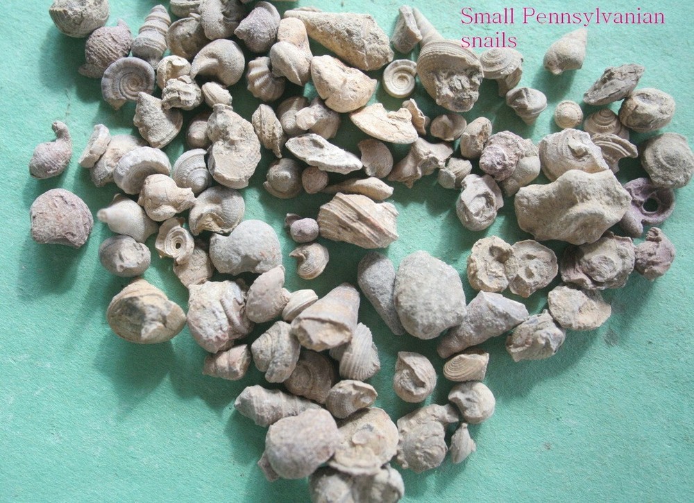 500 tiny Pennsylvanian period snails from Texas fossils