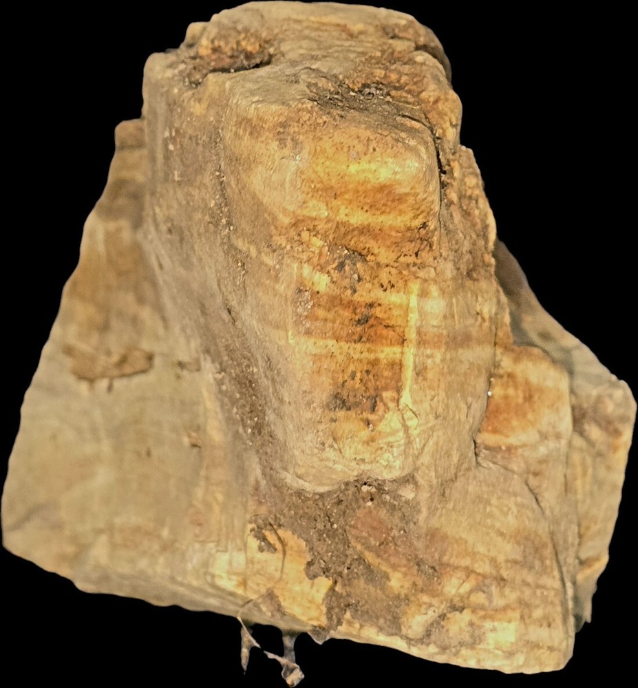 Medium-sized Petrified Wood (Split Log Style)! Great for Display on a Bookshelf!