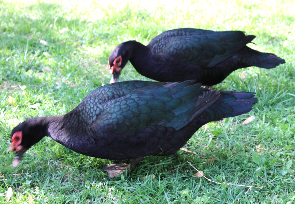 Exhibition Quality Muscovy Hatching Eggs 96% solid BLACK ducks only 12 eggs