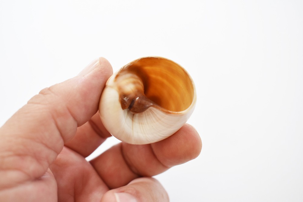 15 Hermit Crab Shells Assorted Natural Seashells SMALL to Medium Beautiful Set