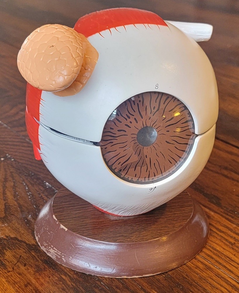 Denoyer Geppert Eye Model with Functional Lens - Optometry Anatomy Educational