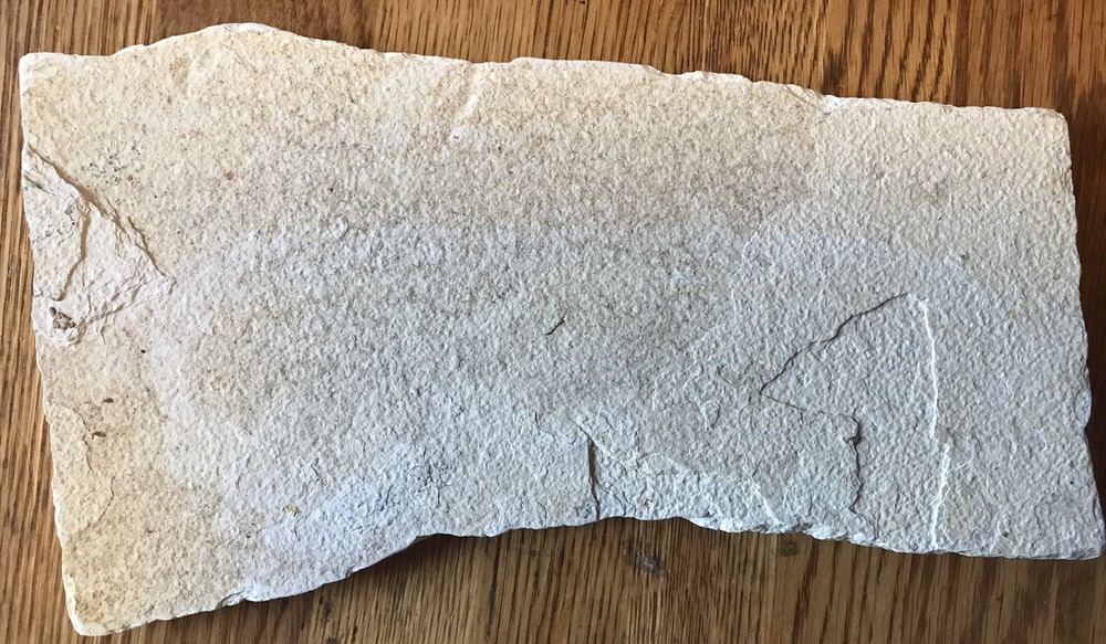 Multiple Fish Fossil Plate