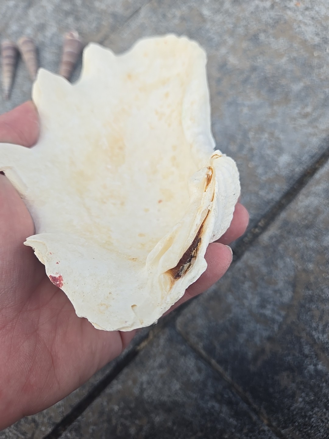 Derasa Tridacna Clam Seashell Half White w Barnacle Growth 1 HALF approx 6.75"