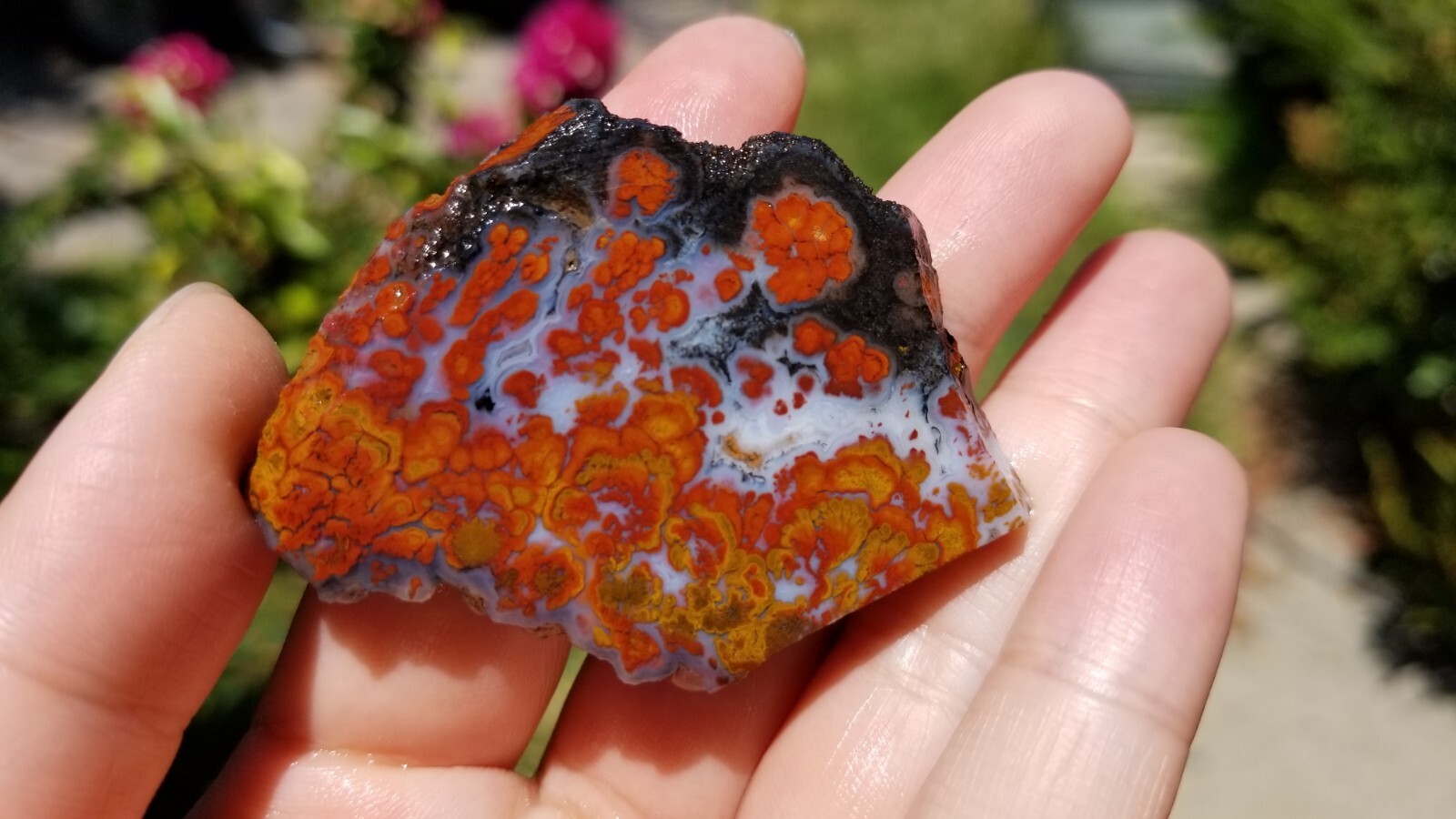 Wingate PASS PLUME AGATE Slab