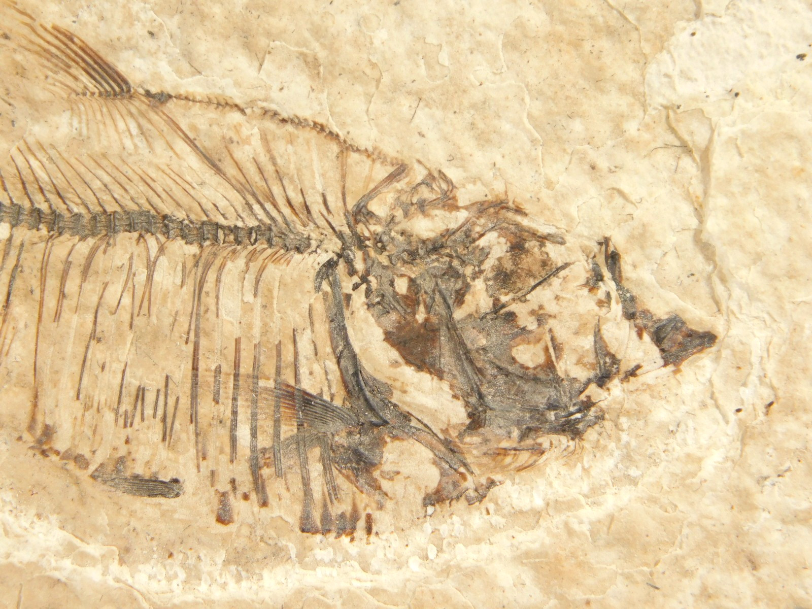 X-RAY Bones! 50 Million Year Old Diplomystus FISH FOSSIL Wyoming 152gr