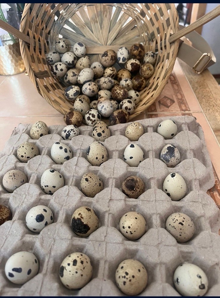 12+ Coturnix Quail Hatching Eggs 🐣 Assorted Colors and Sizes • High Hatch Rate