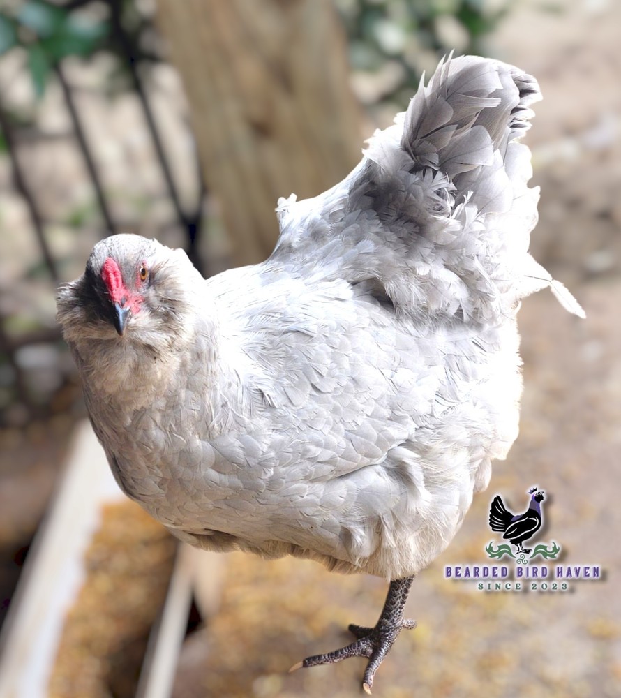 Easter Egger Hatching Eggs X6 (NPIP Certified: AI/PT Clean) + EXTRA