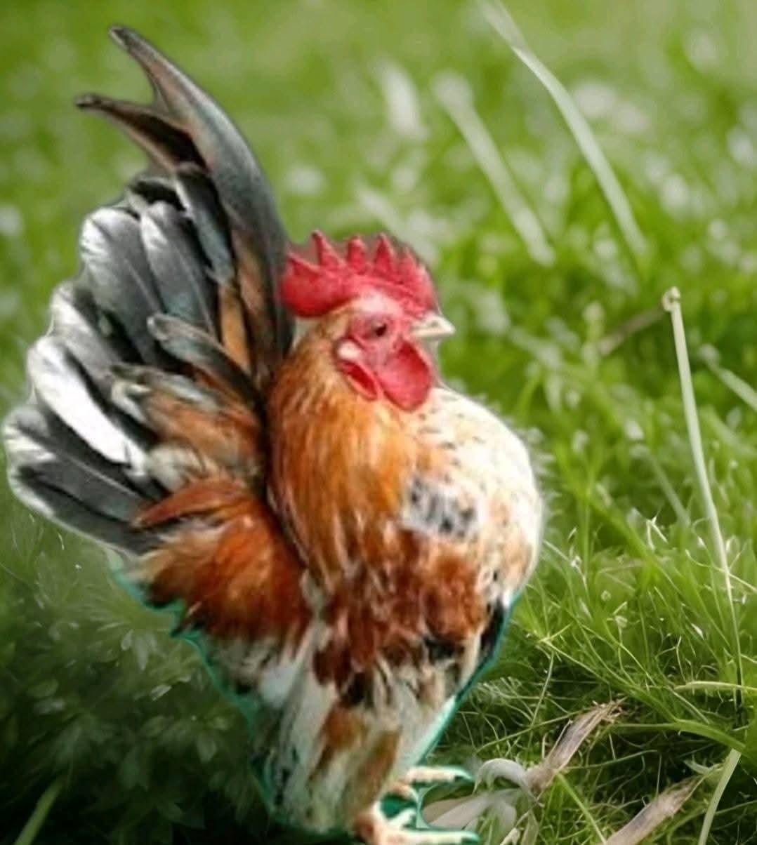 5+ Micro To Size A & B 100% Pure Serama Hatching Eggs Malaysian And Traditional