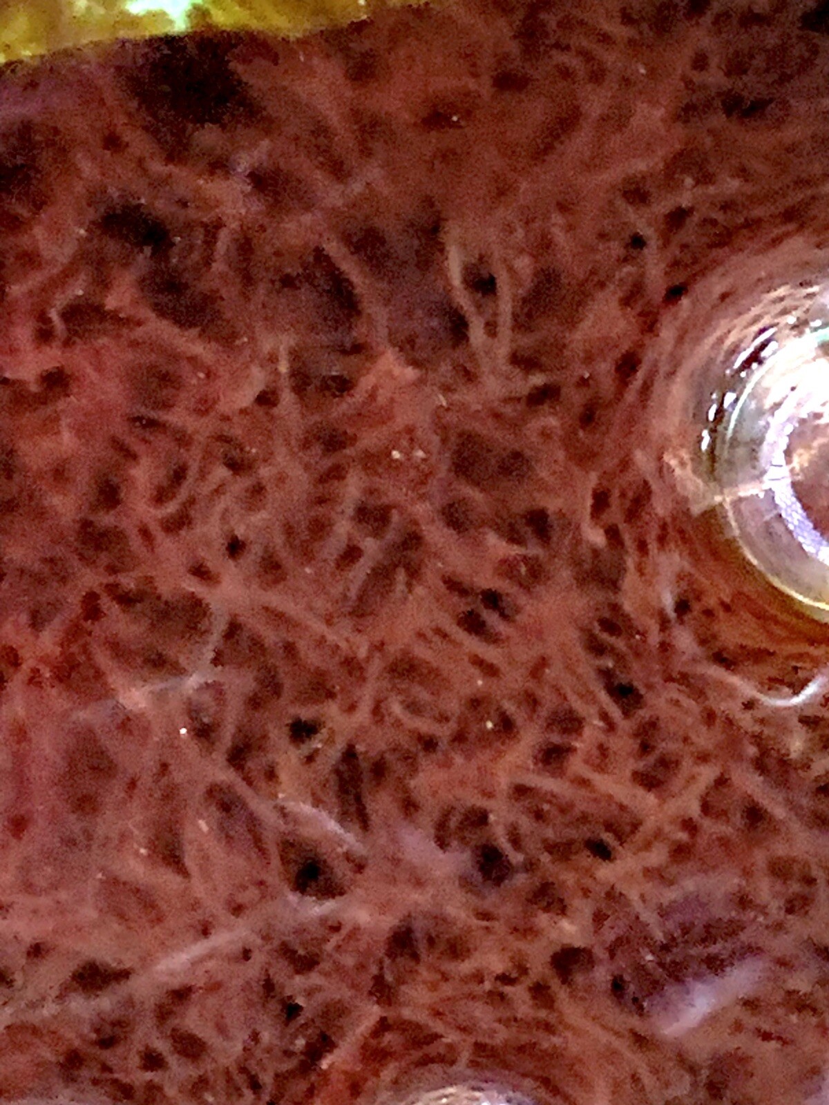 Blackworm +100 Healthy Variety - Live Arrival Guarantee