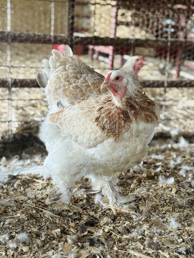 12++ Assorted RARE Color Brahma Hatching Eggs