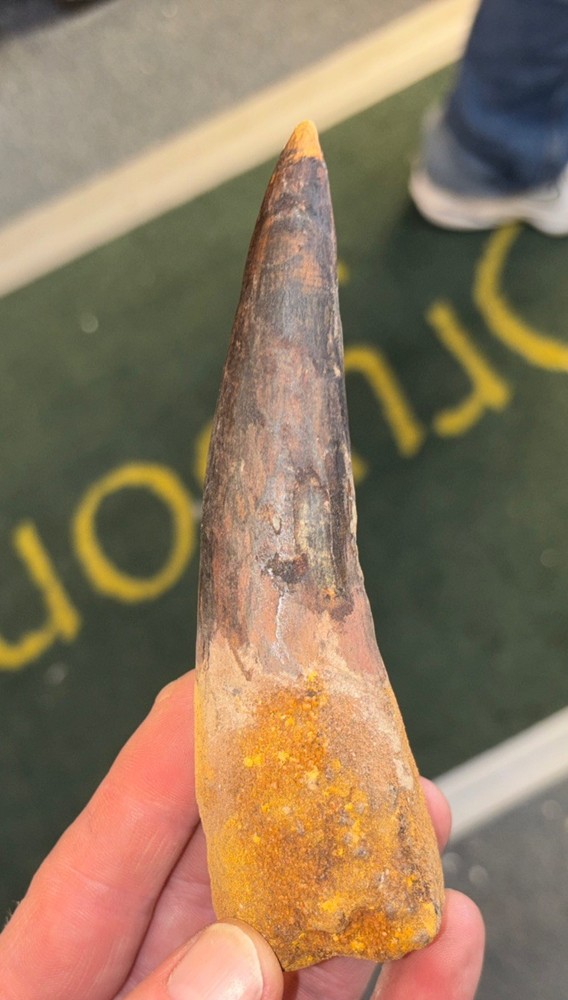 Authentic 5 5/8” Spinosaurus Tooth Fossil