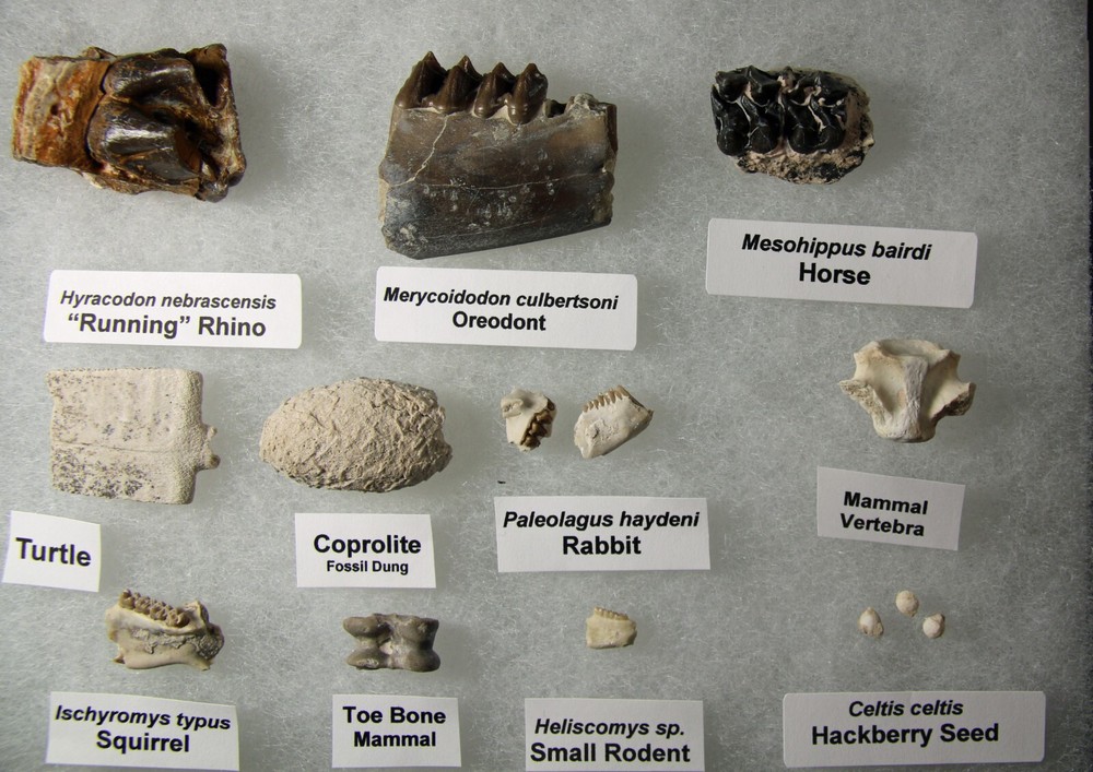 Badlands Fossil Collection – Oligocene, 11 Different