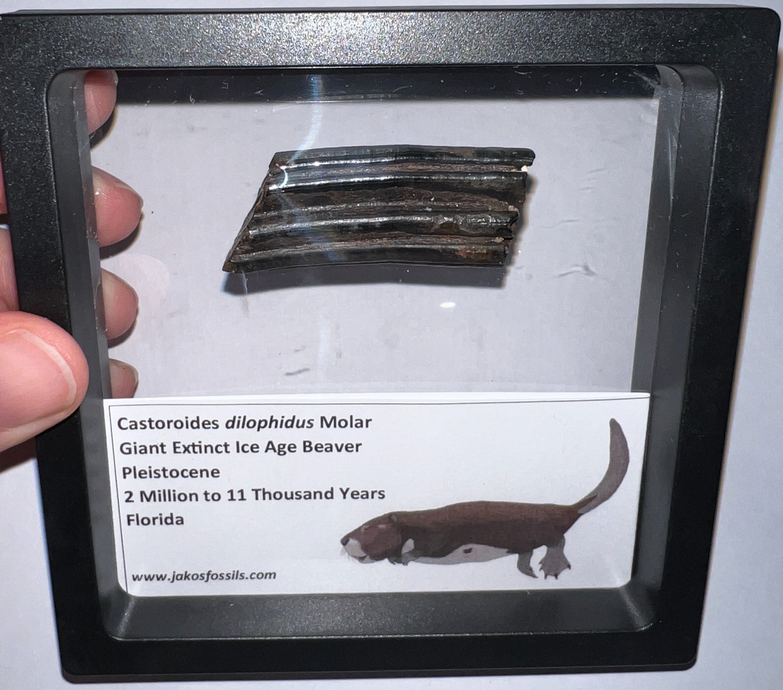 Framed Rare Ice Age Fossil Giant Extinct Beaver Tooth CASTOROIDES 1.84 Inches!