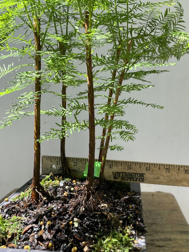 5 Tree Bald Cypress - Forest Bonsai