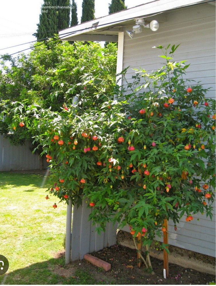 Tiger Eye Abutilon Flowering Maple SMALL ROOTED STARTER Plant