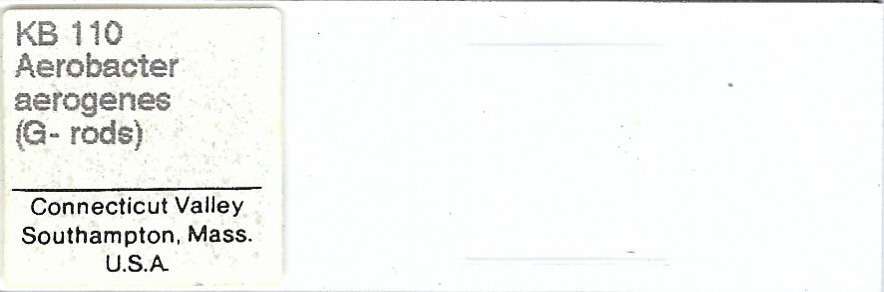 Aerobacter aerogenes Microscope Slide