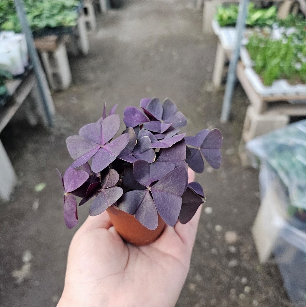 Oxalis Triangularis Live Purple Shamrock Plant 2" Pot