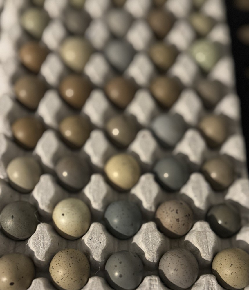 40+ Button Quail Hatching Eggs Multiple Colors