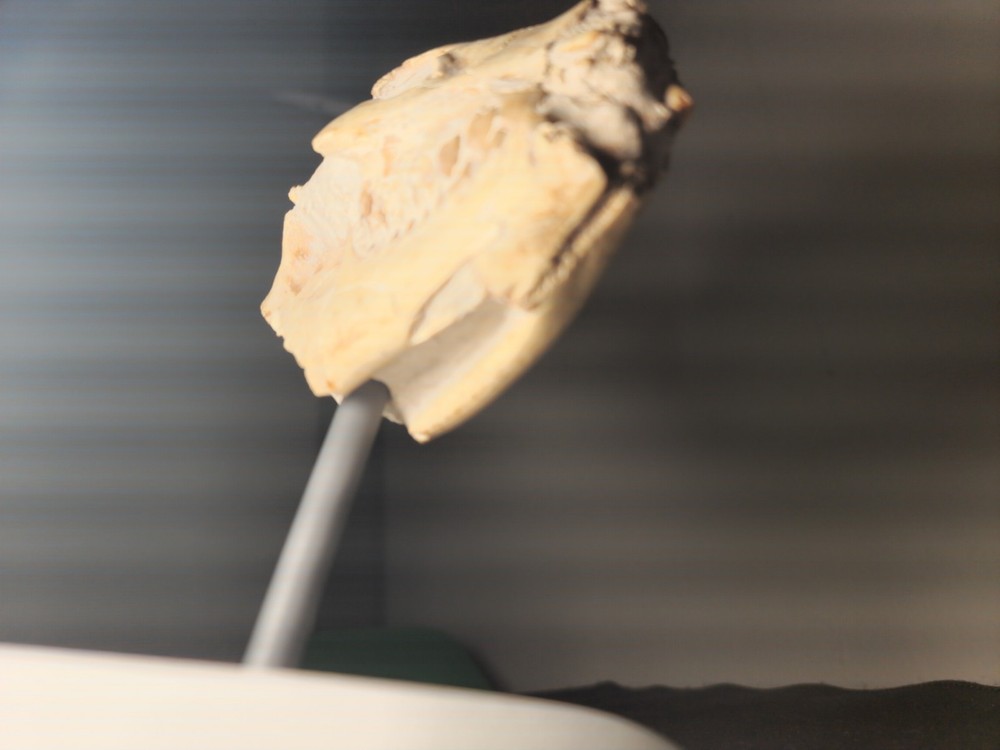 Oreodont Skull