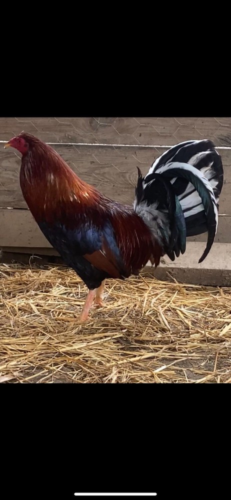 Assorted Hatching Eggs- One Dozen