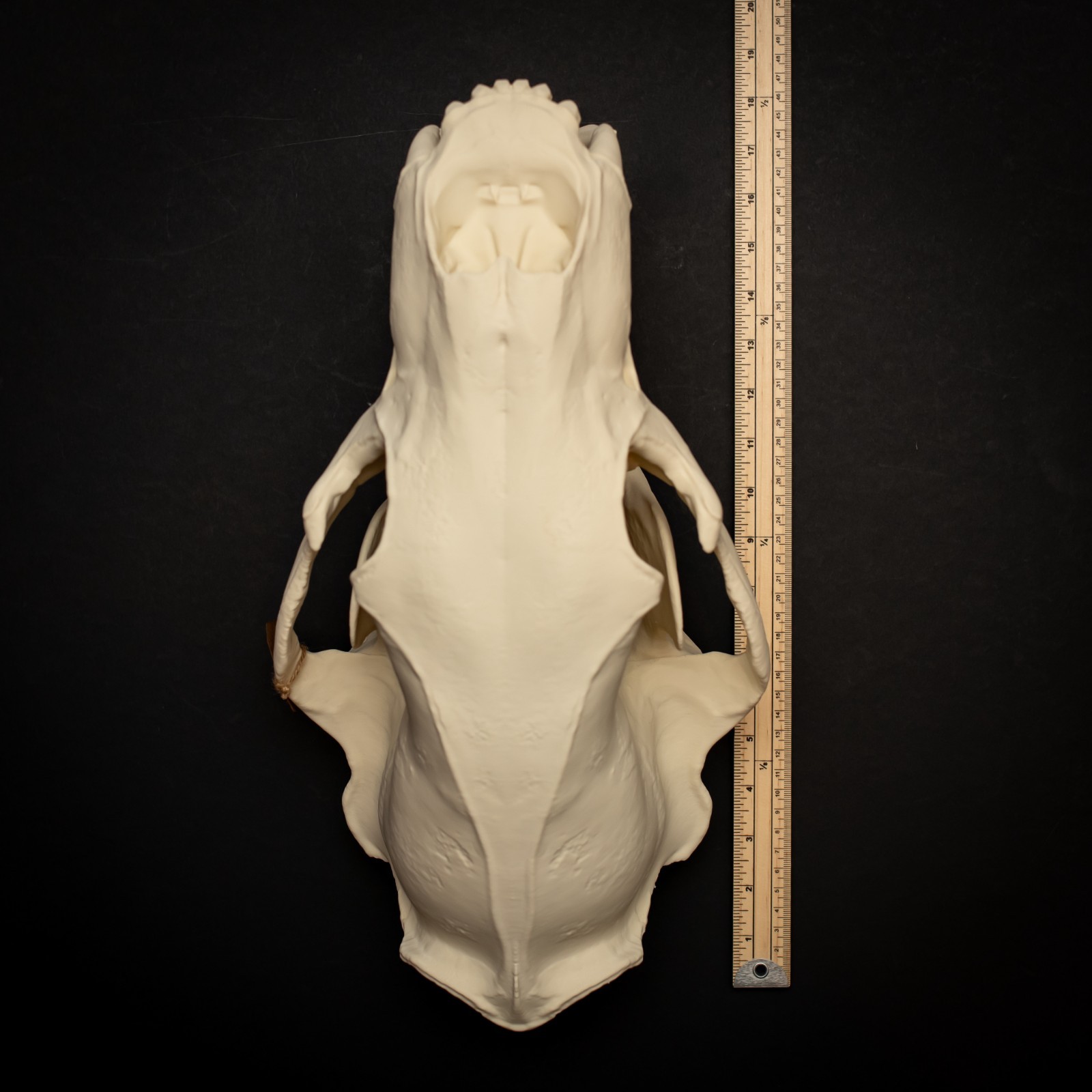 Life-Size 3D Polar bear Skull – unpainted bone colour Fossil Replica