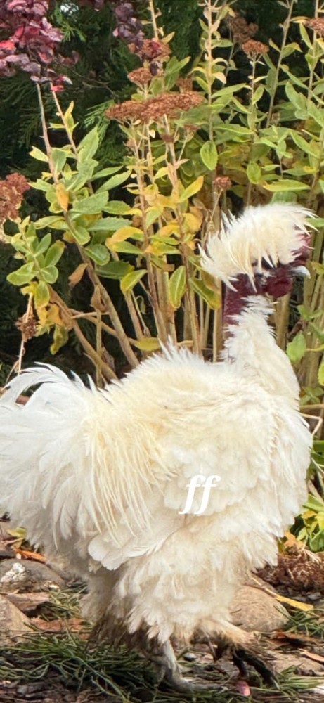 12 Polkis Hatching Eggs