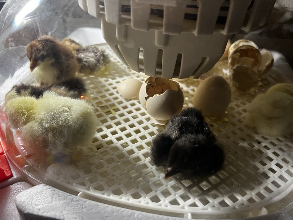 6+ Serama Teacup Chicken Hatching Eggs