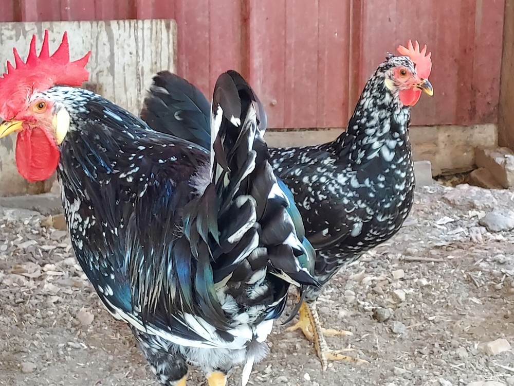 6 Assorted Purebred Chicken Fertile Hatching Eggs (Read Description)