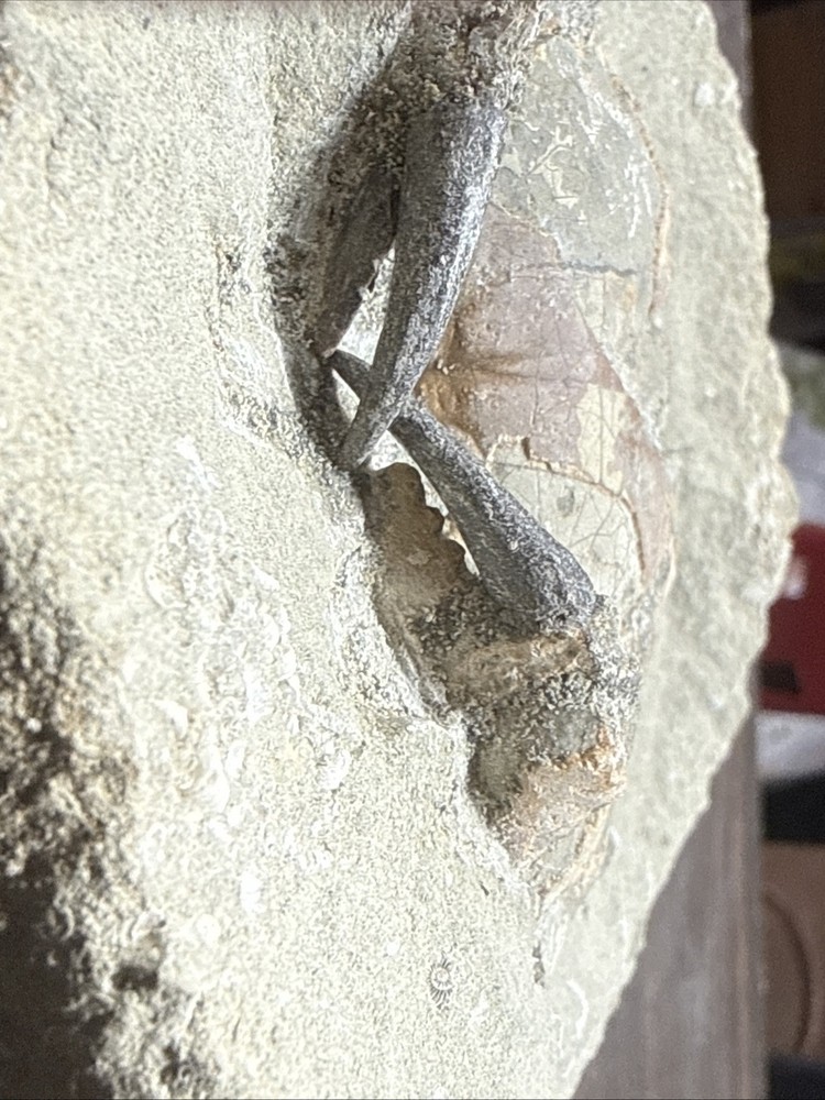 Unique Fossil Crab Ball Type Specimen