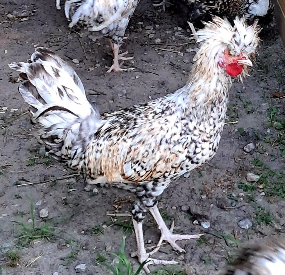 6 Candy Corn Polish Hatching Eggs *NPIP CERTIFIED*