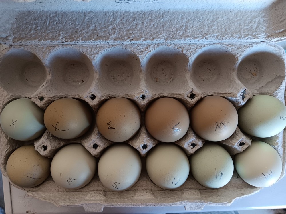 12+ Rainbow Hatching Eggs – Marans, English Orpingtons, Olive Egger, Moss & AM