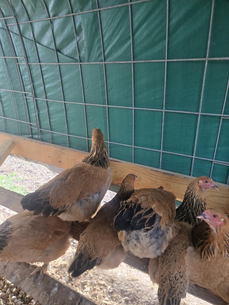 Buff Brahma Hatching Eggs 12 Plus 2 Extra