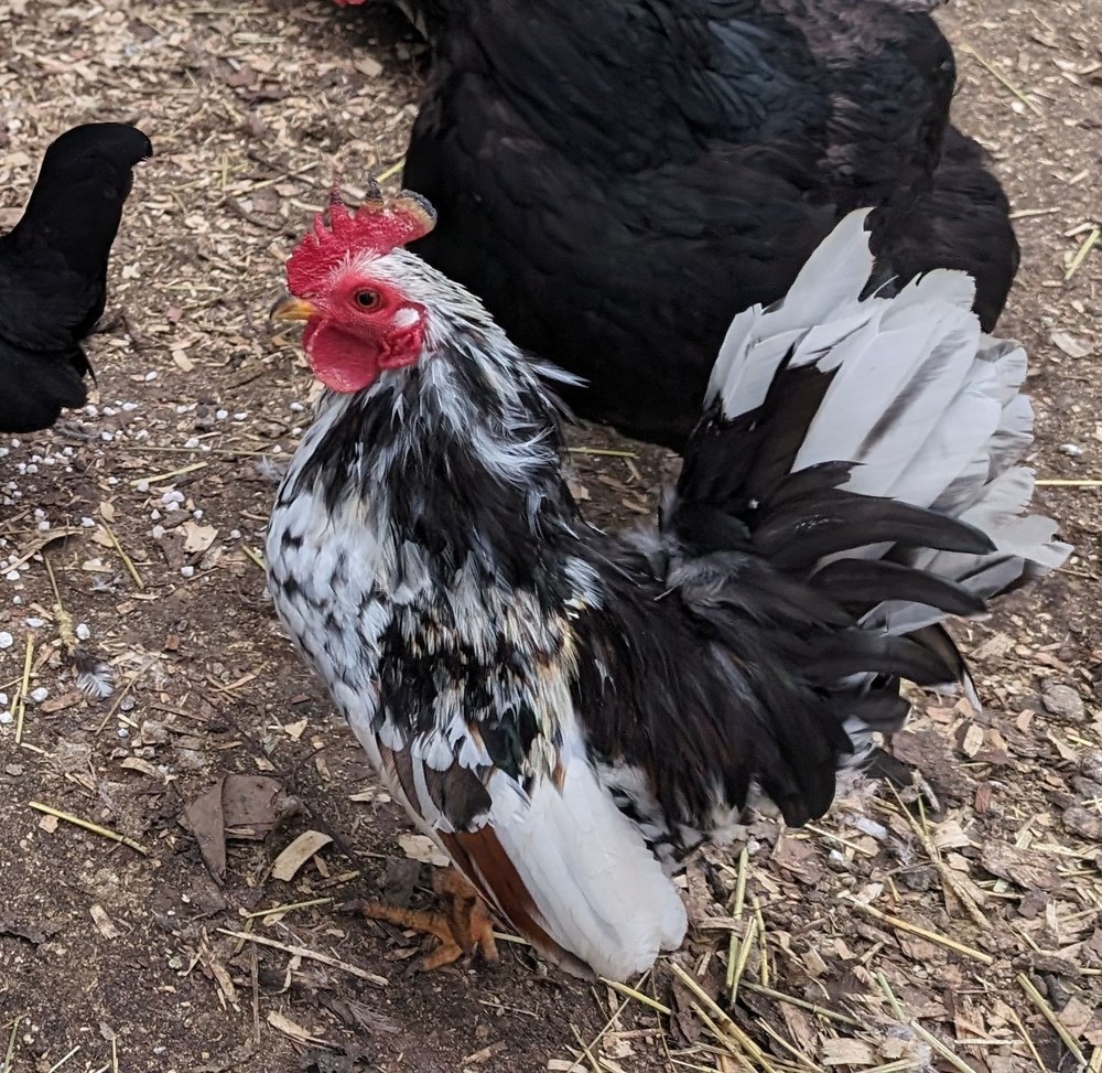 10++ eggs: Serama Bantam Chicken Hatching Eggs-Pocket, Teacup, Tiny