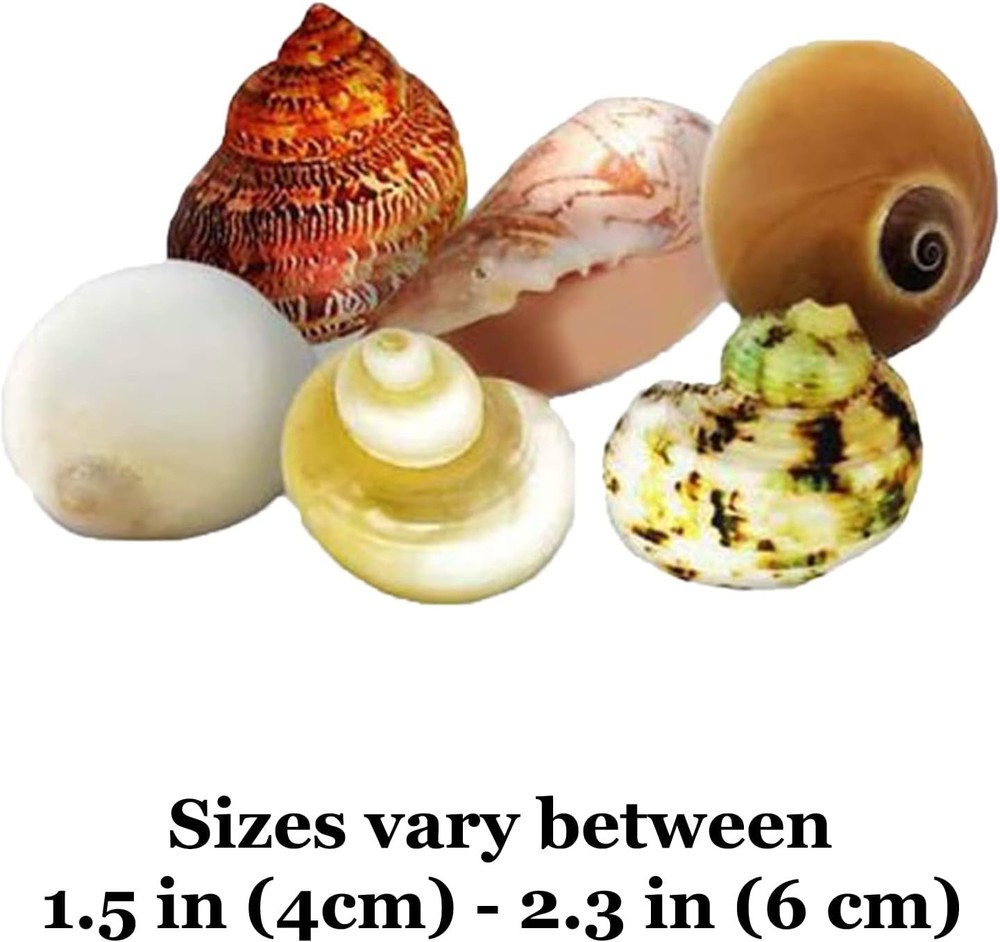 Hermit Crab Shells Medium and Large Growth Turbo Seashells 1” - 2” Shell