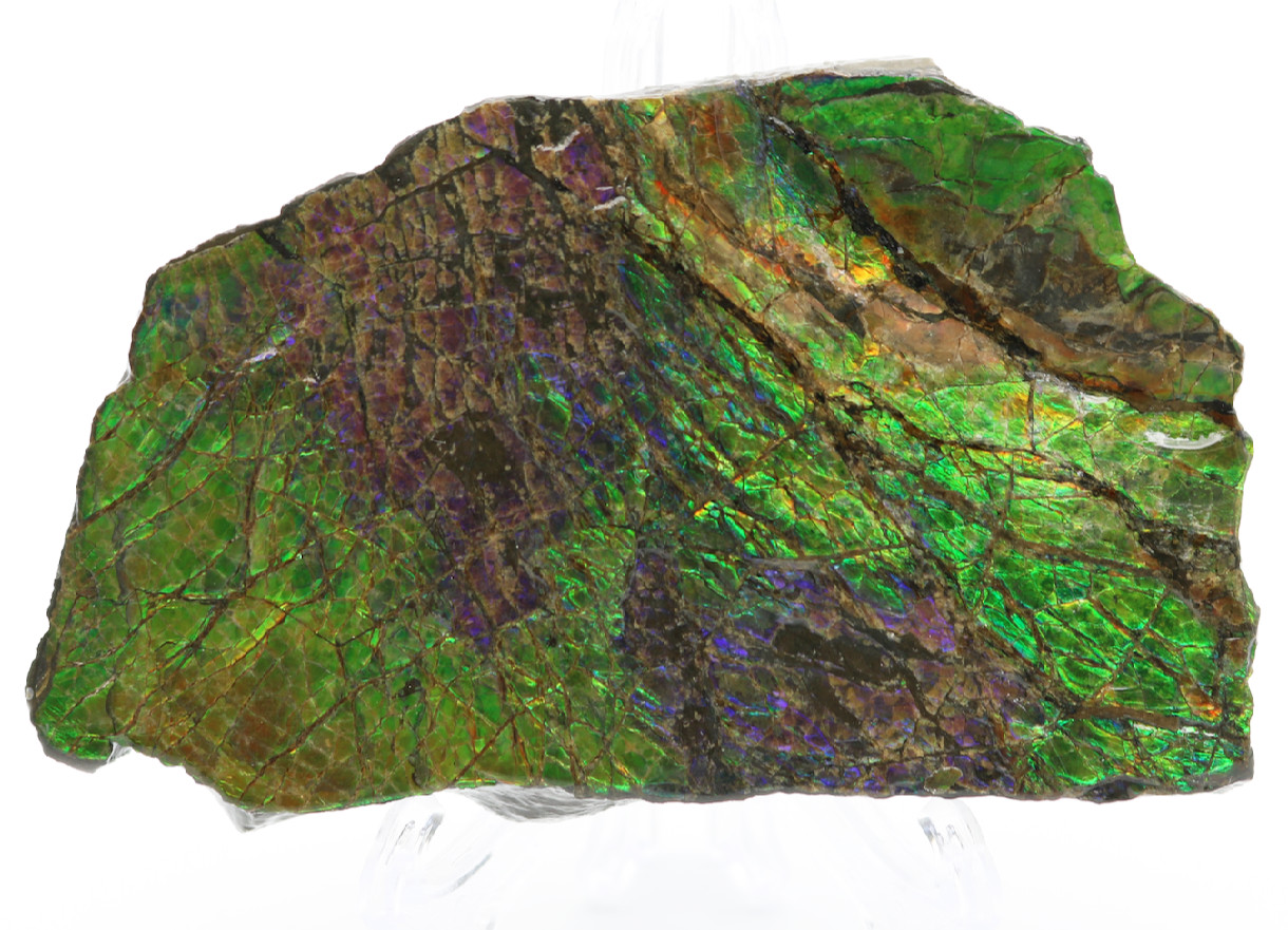 Stunning IRIDESCENT Fossil AMMOLITE Slab Reflective RAINBOW Mineral Specimen